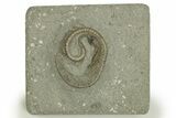 Fossil Crinoid (Camptocrinus) - Crawfordsville, Indiana #310188-1